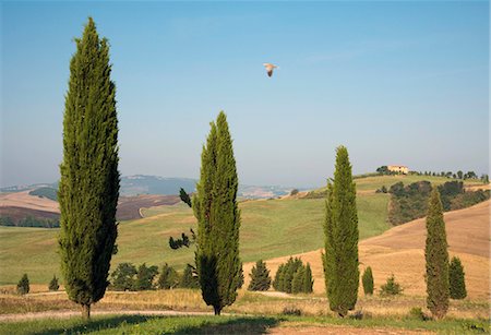 european cypress tree - Manicured trees in rural landscape Stock Photo - Premium Royalty-Free, Code: 649-05821599
