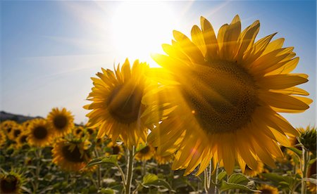 Close up of sunflowers in field Foto de stock - Sin royalties Premium, Código: 649-05821681