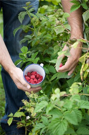 simsearch:649-05949489,k - Man picking raspberries from bush Fotografie stock - Premium Royalty-Free, Codice: 649-05950399