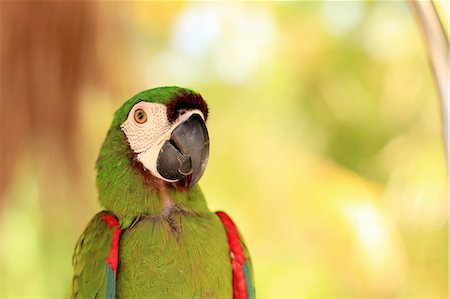 Close up of tropical parrots face Foto de stock - Sin royalties Premium, Código: 649-05950448