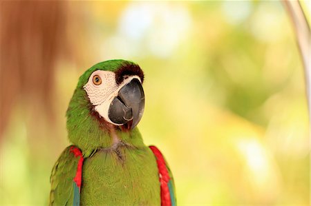 papagaio (pássaro) - Close up of tropical parrots face Foto de stock - Royalty Free Premium, Número: 649-05950448