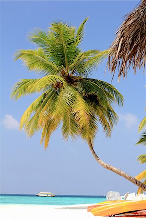 Palm trees growing on tropical beach Foto de stock - Sin royalties Premium, Código: 649-05950450