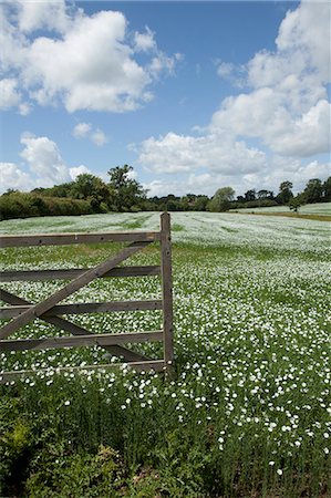 fence with flowers - Wooden fence in field of flowers Stock Photo - Premium Royalty-Free, Code: 649-05950462