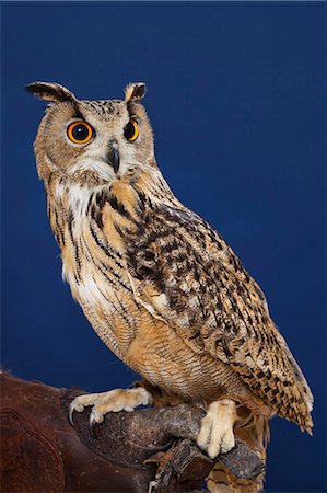 posarse - Hibou perché sur l'arbre en plein air Photographie de stock - Premium Libres de Droits, Code: 649-05950714