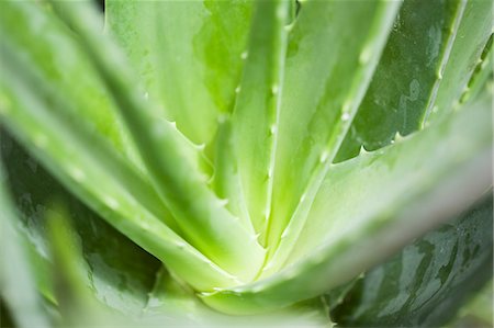 Close up of aloe vera plant Foto de stock - Sin royalties Premium, Código: 649-05950721