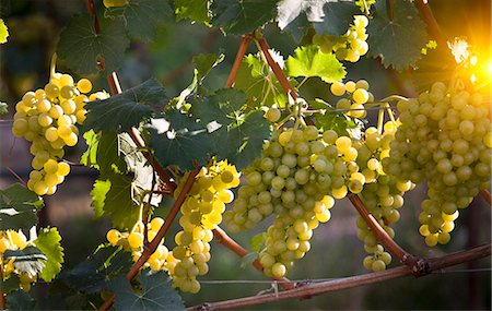 sunny vineyard - Close up of grapes on vine in vineyard Stock Photo - Premium Royalty-Free, Code: 649-05951120