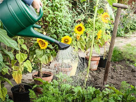 Hand watering plants in backyard Stock Photo - Premium Royalty-Free, Code: 649-06040079