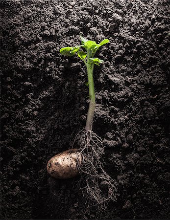 papa - Potato with roots and leaves in dirt Foto de stock - Sin royalties Premium, Código: 649-06040087