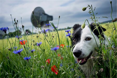 flower field wildflower in bavaria - Dog walking in tall grass Stock Photo - Premium Royalty-Free, Code: 649-06040810