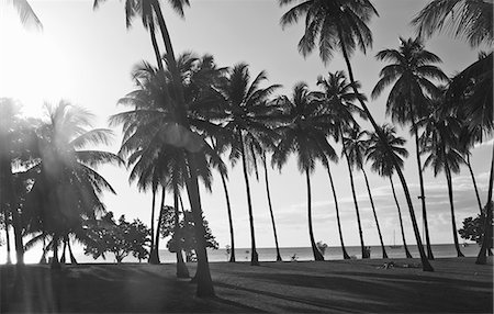 Palm trees growing on beach, Rincon, Puerto Rico Stock Photo - Premium Royalty-Free, Code: 649-06112932