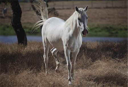 Horse walking in dry field Foto de stock - Sin royalties Premium, Código: 649-06113166