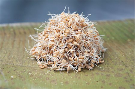 Sprouted/germinated wheat, a live food Fotografie stock - Premium Royalty-Free, Codice: 649-06113178