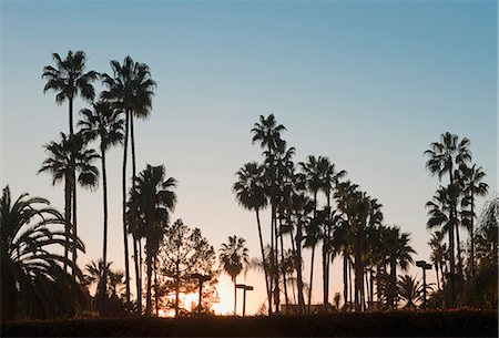 palm tree, california - Silhouette of palm trees at sunset Foto de stock - Sin royalties Premium, Código: 649-06113238