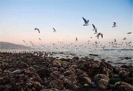 Seagulls flying over Malibu beach, California, USA Foto de stock - Sin royalties Premium, Código: 649-06113250