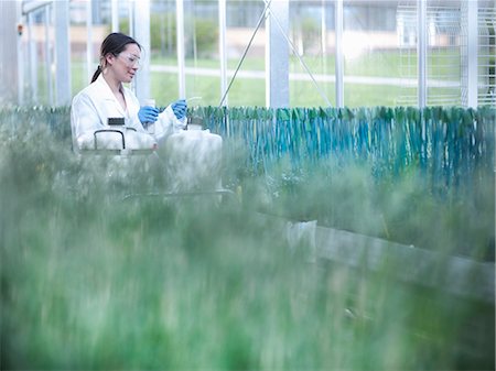 Scientist working in greenhouse Stock Photo - Premium Royalty-Free, Code: 649-06113317