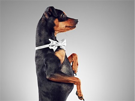 Dog wearing bow tie Stock Photo - Premium Royalty-Free, Code: 649-06113609