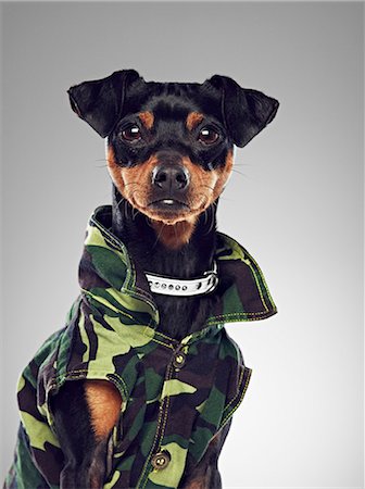 simsearch:649-06353191,k - Chien porte un collier émetteur jacket Photographie de stock - Premium Libres de Droits, Code: 649-06113617