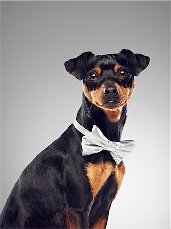 dog sitting studio - Dog wearing bow tie Stock Photo - Premium Royalty-Free, Code: 649-06113612