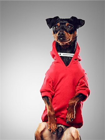 simsearch:649-06113680,k - Dog wearing hooded sweatshirt Fotografie stock - Premium Royalty-Free, Codice: 649-06113613