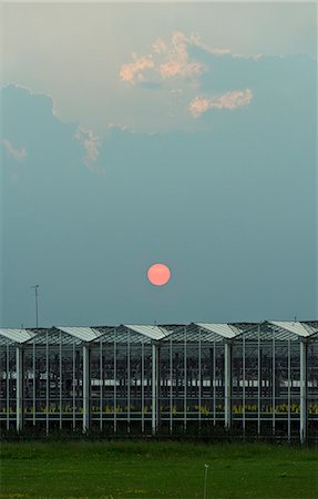 estufa de plantas - Greenhouses under sunset sky Foto de stock - Royalty Free Premium, Número: 649-06164903