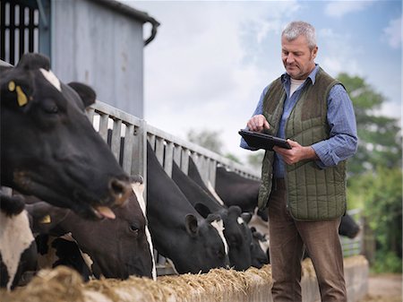 farming (raising livestock) - Farmer using tablet computer in barn Stock Photo - Premium Royalty-Free, Code: 649-06164930