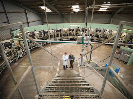 stafford - Farmer and vet talking in milking parlor Stock Photo - Premium Royalty-Free, Code: 649-06164951