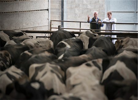 Farmer and veterinarian talking in barn Foto de stock - Sin royalties Premium, Código: 649-06164987