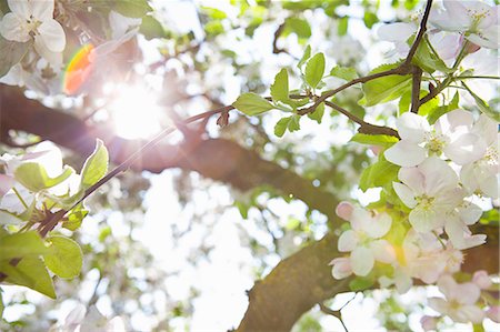 rayo de sol - White flowers growing on tree Foto de stock - Sin royalties Premium, Código: 649-06165138