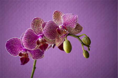 Close up of orchid flower petals Foto de stock - Sin royalties Premium, Código: 649-06165320