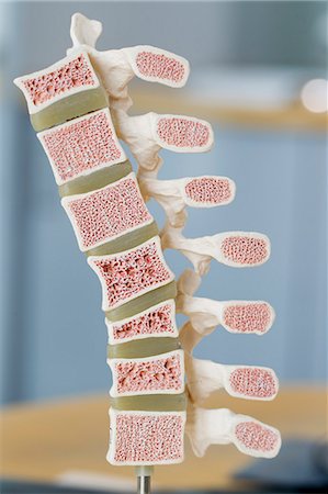 Close up of model of bones Stock Photo - Premium Royalty-Free, Code: 649-06304917