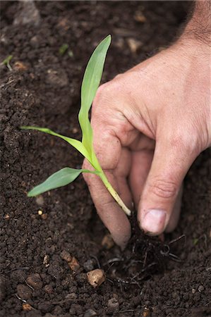 earth one hand - Man planting sweetcorn at allotment Stock Photo - Premium Royalty-Free, Code: 649-06305204