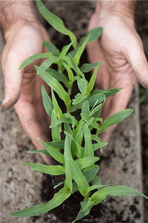 people holding saplings - Man holding sweetcorn plants Stock Photo - Premium Royalty-Free, Code: 649-06305205