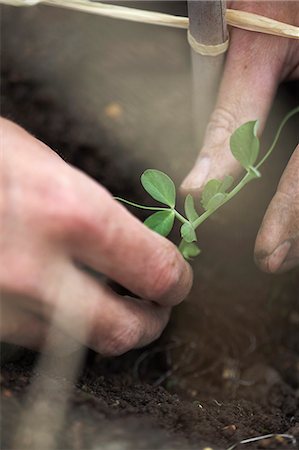 simsearch:614-03684459,k - Man planting peas at allotment Fotografie stock - Premium Royalty-Free, Codice: 649-06305206