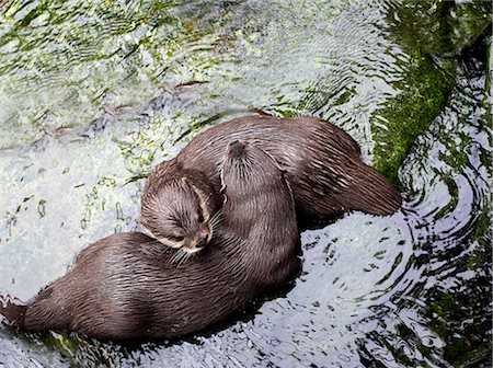 descansar - Otters playing in river Foto de stock - Sin royalties Premium, Código: 649-06352696