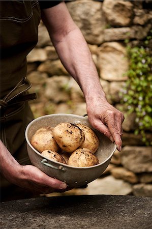 simsearch:649-06432393,k - Man with bowl of fresh picked potatoes Stock Photo - Premium Royalty-Free, Code: 649-06352867