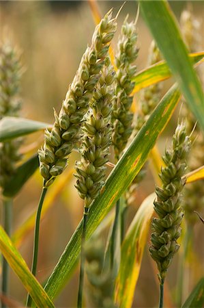 Close up of ears of wheat Foto de stock - Sin royalties Premium, Código: 649-06352860