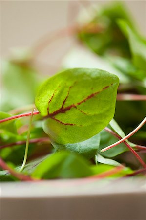 salad leaf - Close up of bowl of chard leaf Stock Photo - Premium Royalty-Free, Code: 649-06352872