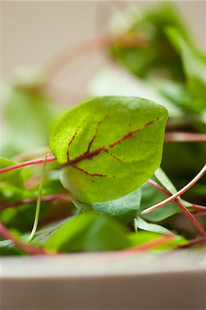 Gros plan du bol de feuilles de bette à carde Photographie de stock - Premium Libres de Droits, Code: 649-06352872