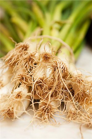 Close up of spring onion roots Stock Photo - Premium Royalty-Free, Code: 649-06352885