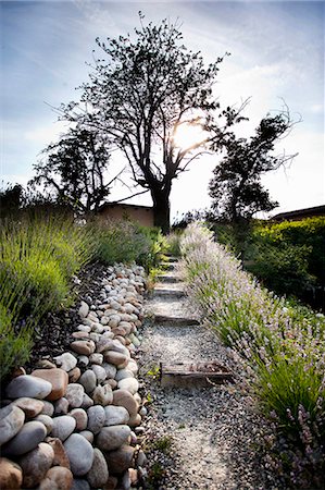 Stone path leading to tree Foto de stock - Sin royalties Premium, Código: 649-06352921