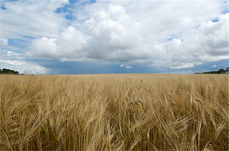 simsearch:649-06352763,k - Clouds over field of tall grass Stock Photo - Premium Royalty-Free, Code: 649-06352934