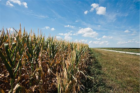 farm in usa crop - Corn field under blue sky Stock Photo - Premium Royalty-Free, Code: 649-06352984