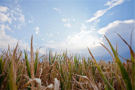 Corn field under blue sky Foto de stock - Sin royalties Premium, Código: 649-06352986