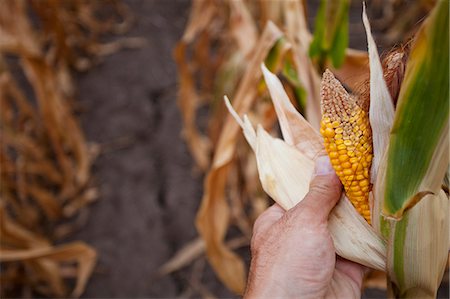 Close up of dried corn on stalk Stock Photo - Premium Royalty-Free, Code: 649-06352988