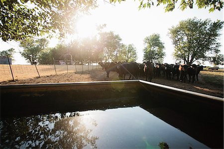 farm pasture - Cows in field by water tank Stock Photo - Premium Royalty-Free, Code: 649-06352980