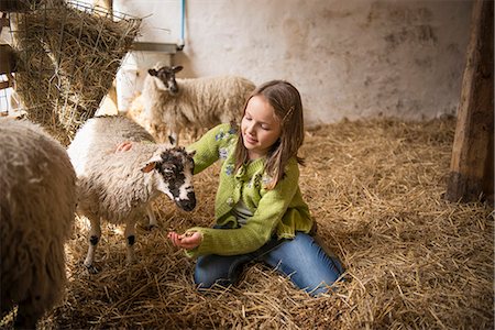 Girl feeding lambs in barn Foto de stock - Sin royalties Premium, Código: 649-06353030