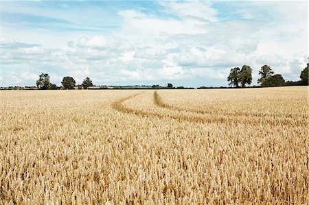 field horizon - Paths carved in field of tall wheat Foto de stock - Sin royalties Premium, Código: 649-06353285