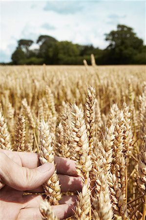 farmer in wheat field - Close up of hand holding wheat stalks Foto de stock - Sin royalties Premium, Código: 649-06353288