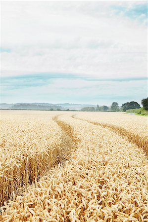 Paths carved in field of tall wheat Stock Photo - Premium Royalty-Free, Code: 649-06353302