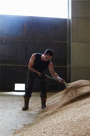 food warehouse - Farmer shoveling pile of grain Stock Photo - Premium Royalty-Free, Code: 649-06353317